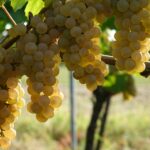 Auxerrois vor der Weinlese