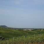 Panorama. Blick von einem unserer Spätburgunderweinberge nach Malschenberg